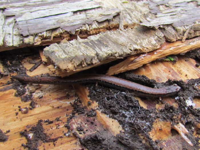 Slender Salamander