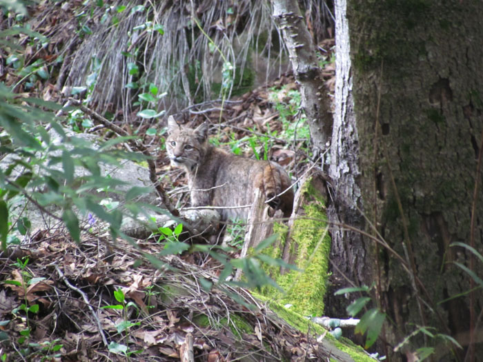 Bobcat