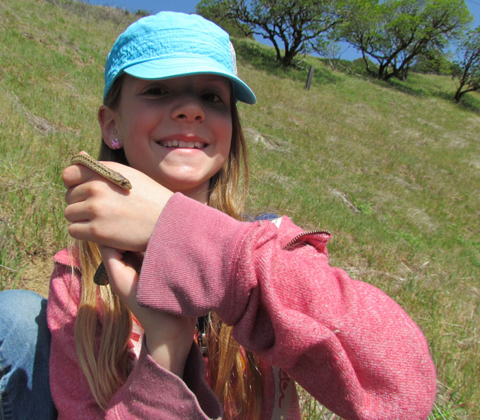 Gopher Snake