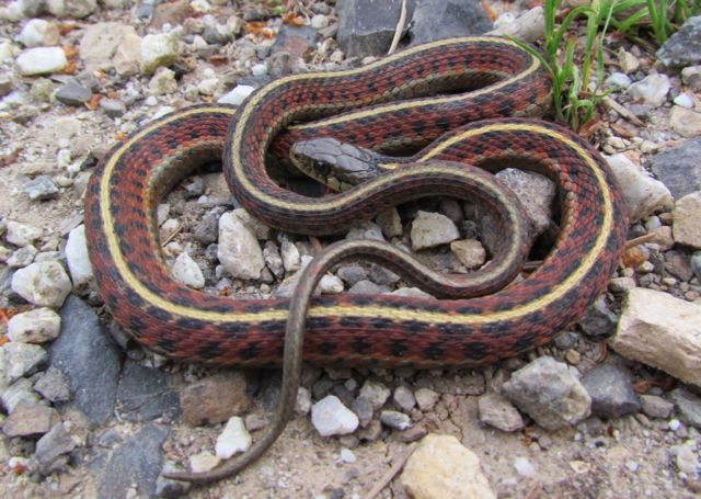 Coast Garter Snake