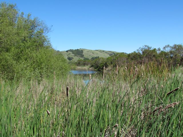 Pond