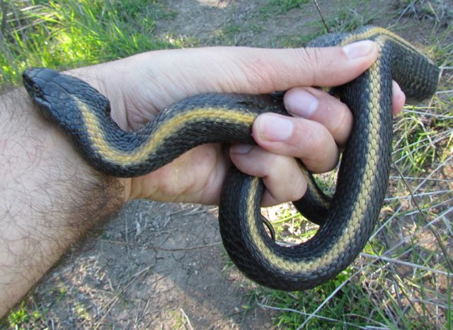 Santa Cruz Garter Snake