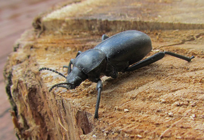 Darkling Beetle