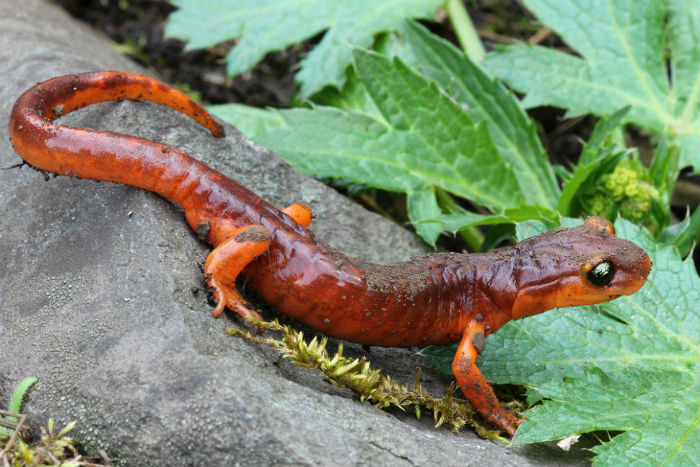 Ensatina
