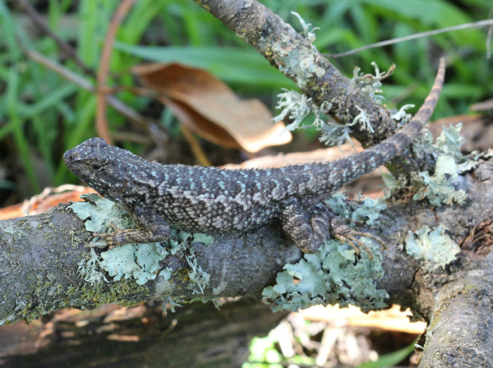Western Fence Lizard