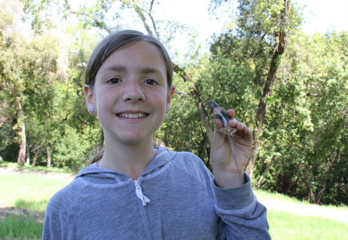 Western Fence Lizard.