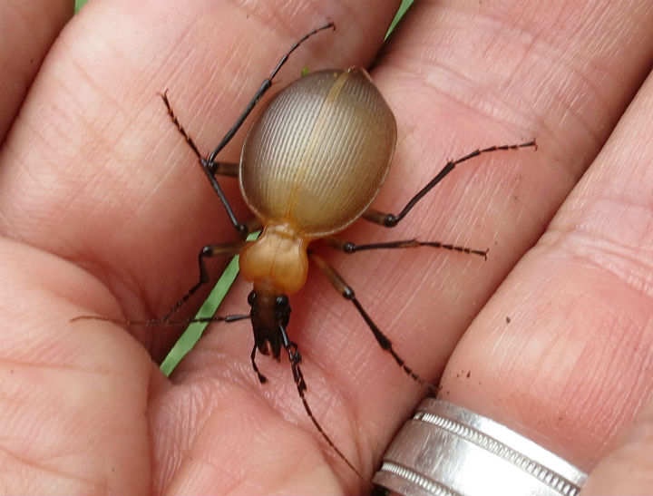 Snail-eating Beetle