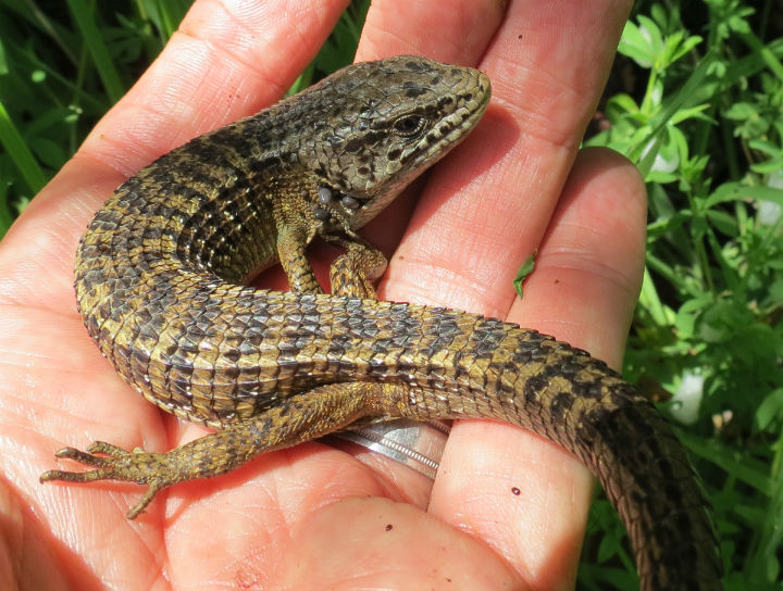 Northern Alligator Lizard