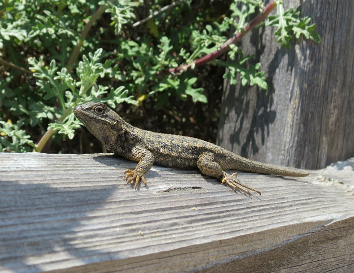 Fence Lizard