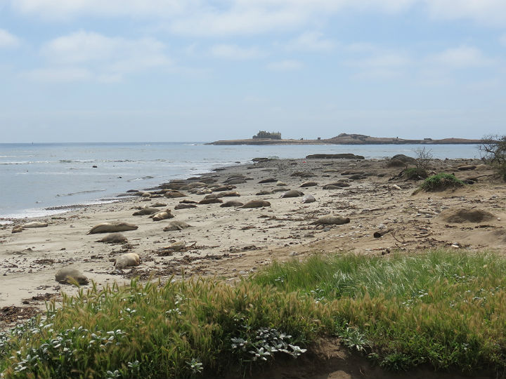 Elephant Seals