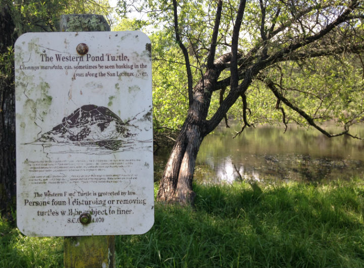 Western Pond Turtle Sign