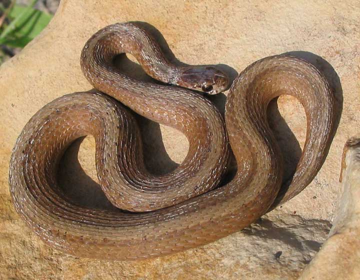 Some Snakes That Look Like Garter Snake