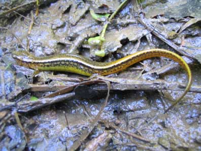 Two-lined Salamander