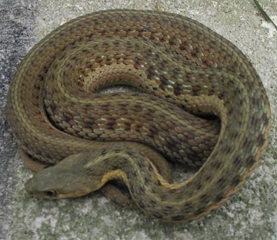 Eastern Garter