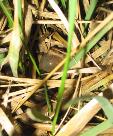 Grass