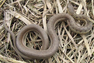 Juvenile Garter