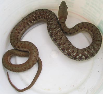 Juvenile Garter