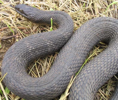 More Water Snake Photos