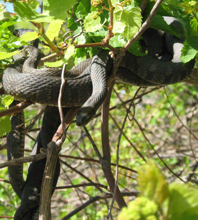 Northern Water Snakes