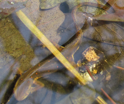 Red-spotted Newt