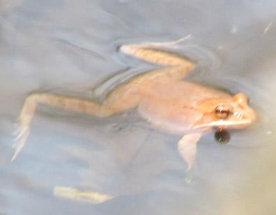 wood frog