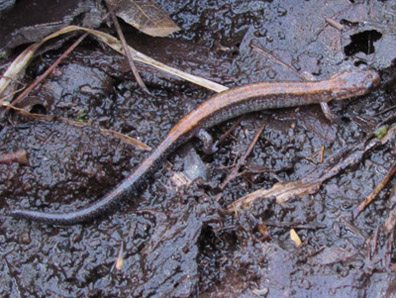 Redback Salamander