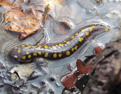 Spotted Salamander