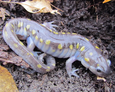 Spotted Salamander