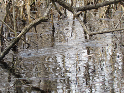wood frog
