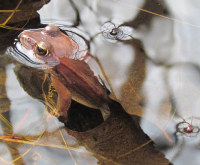wood frog