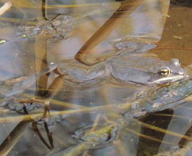 wood frog