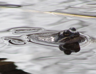 wood frog