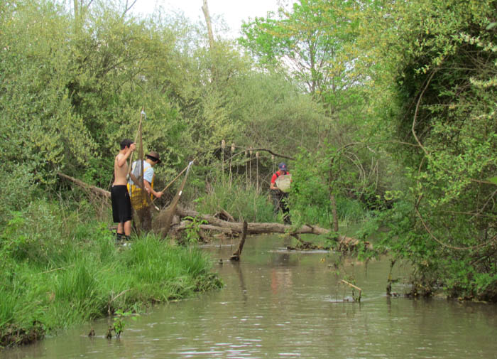 freshwater field study