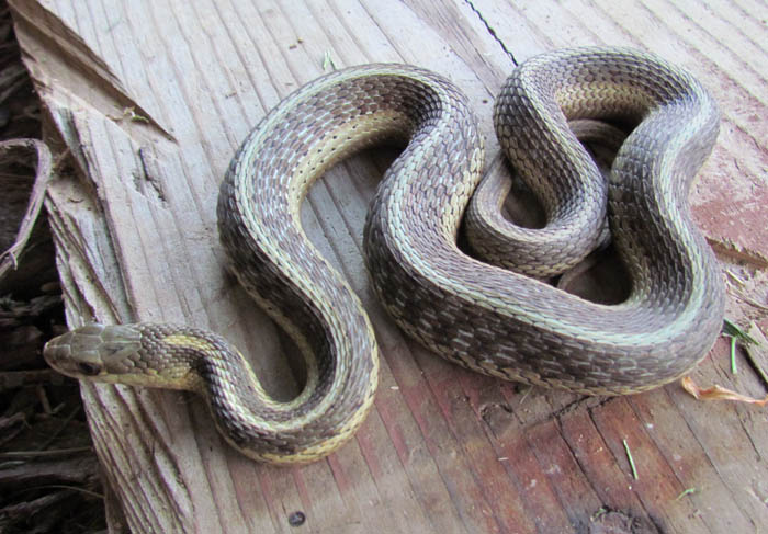 Eastern Garter Snake