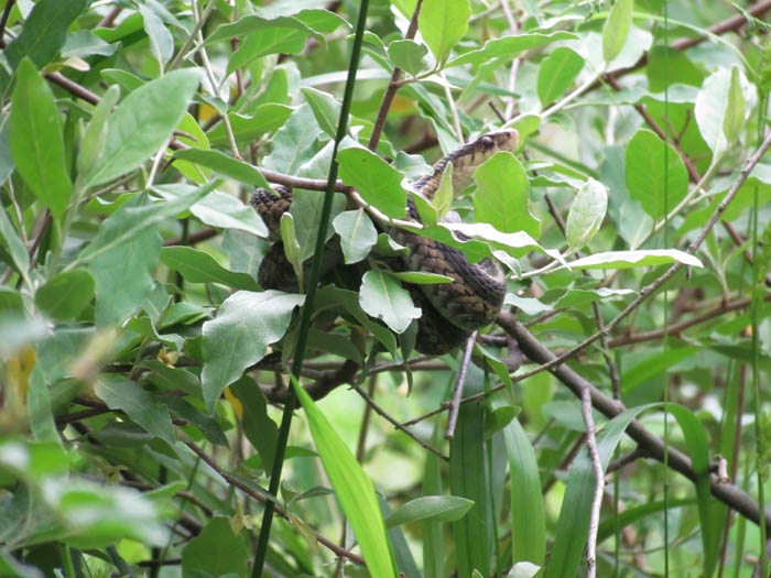 Eastern Garter Snake