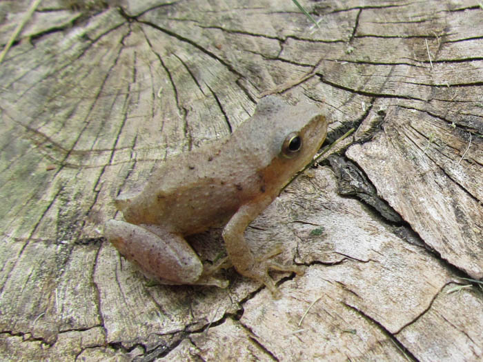 Spring Peeper