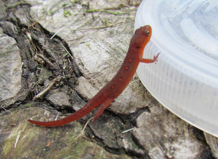 Red Eft