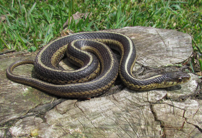 Eastern Garter Snake