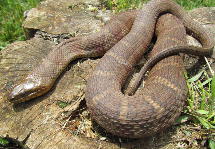 Northern Water Snake