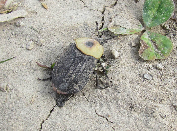 American Carrion Beetle