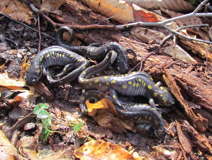 salamander jackpot