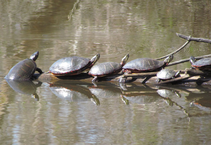 Painted Turtles