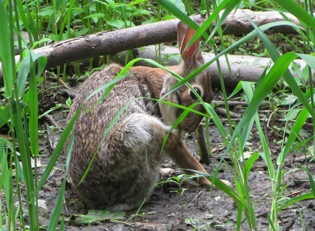 Eastern Cottontail