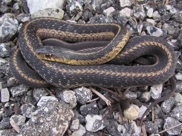 Eastern Garter Snake
