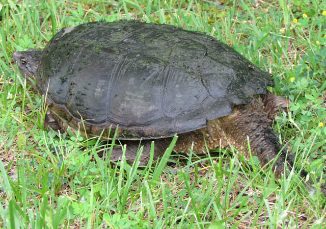 Common Snapping Turtle