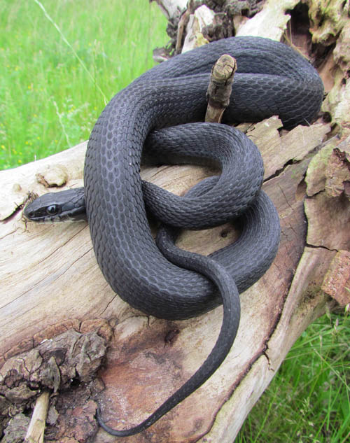 Eastern Garter Snake