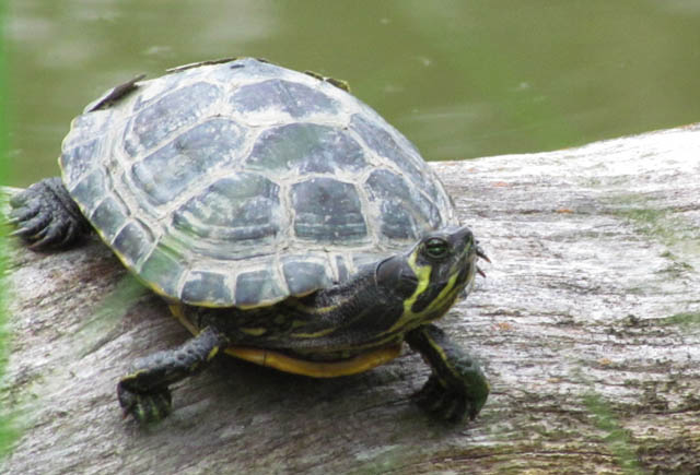 non-native turtle