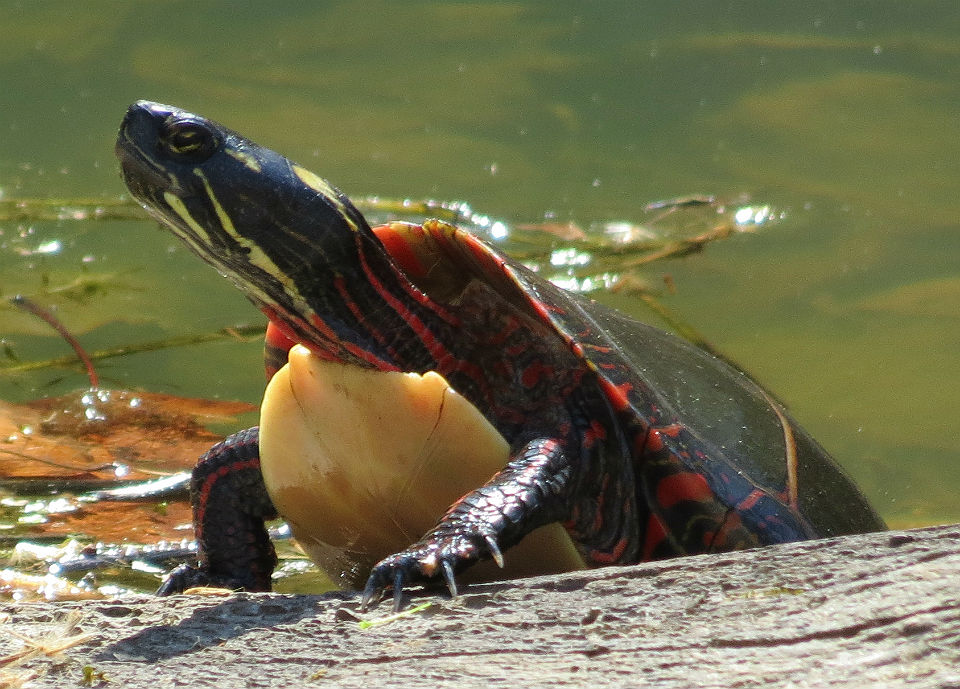 Painted Turtle