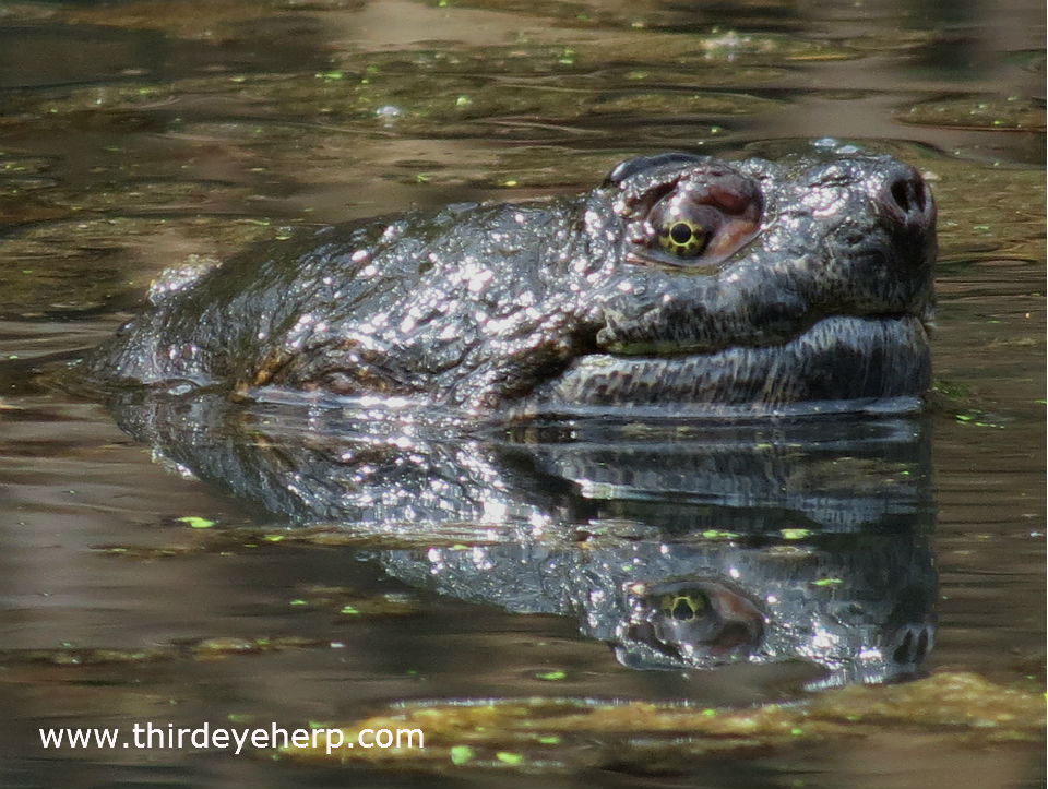 Common Snapping Turtle