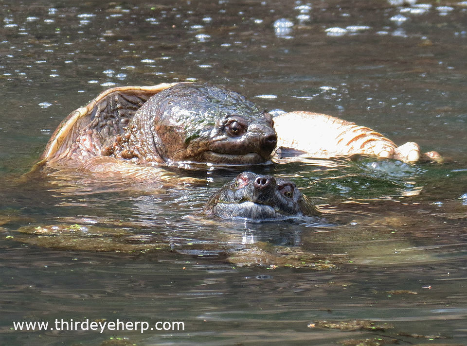 Common Snapping Turtles